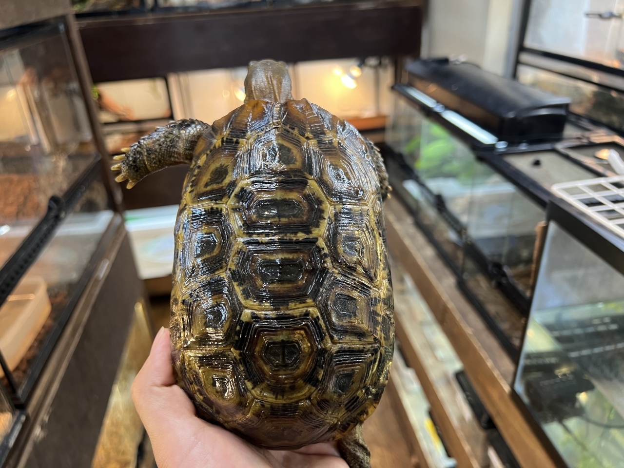 スピークセオレガメ（No.8）(1)