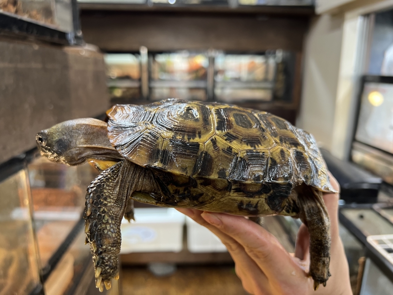 スピークセオレガメ（No.8）(3)