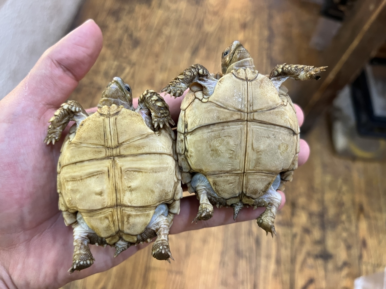 ケヅメリクガメ(2)