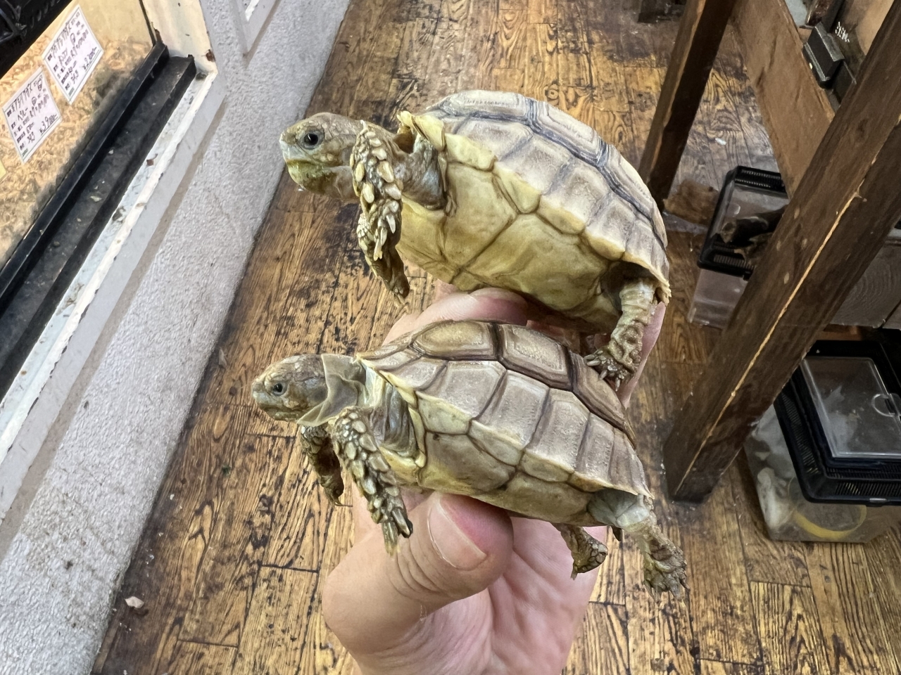 ケヅメリクガメ(3)