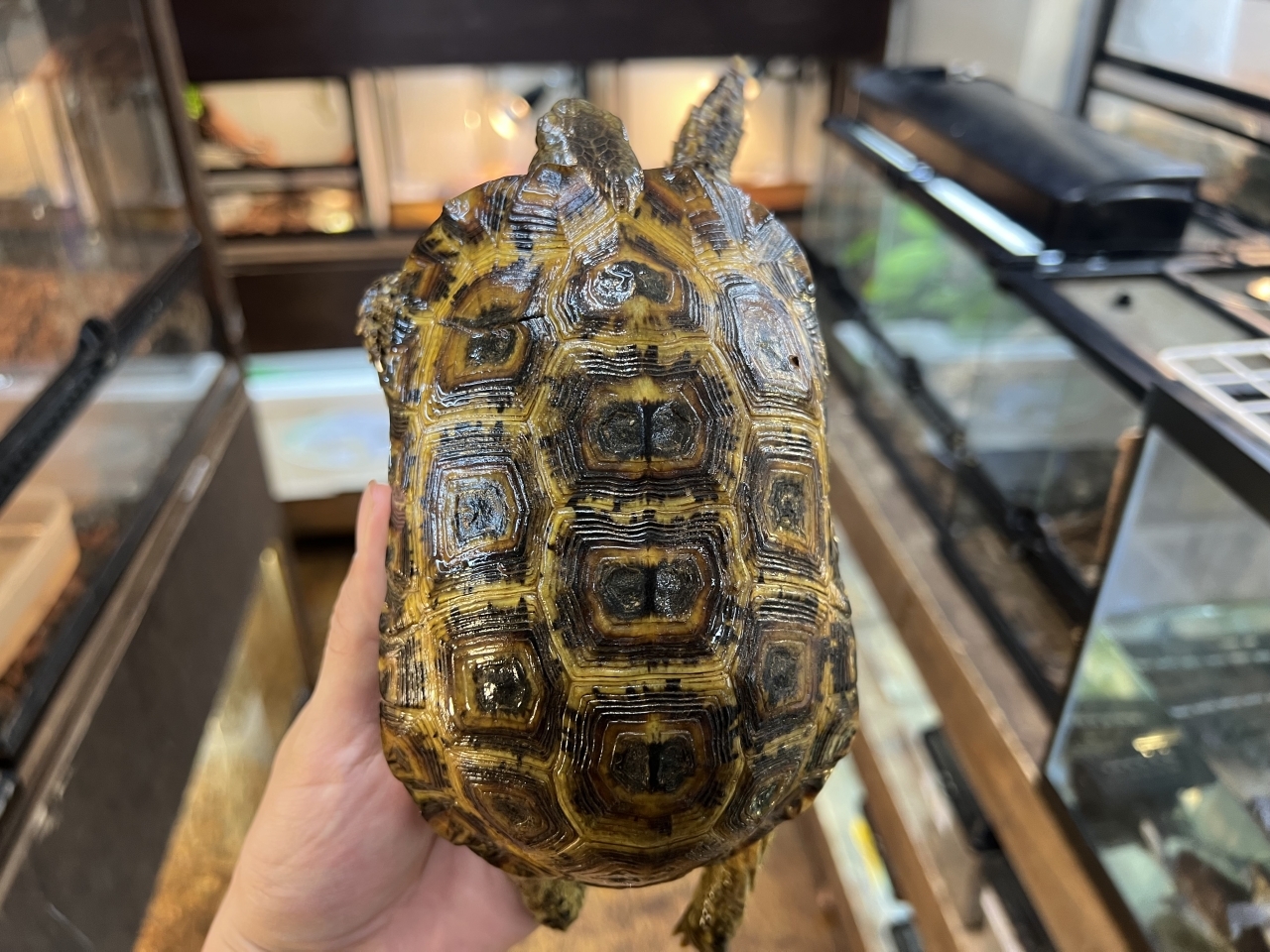 スピークセオレガメ（No.9）(1)