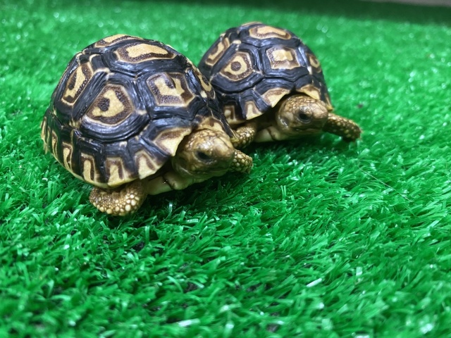 ヒョウモンリクガメ