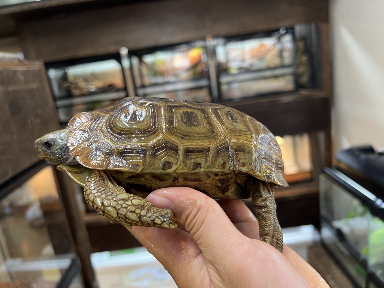 スピークセオレガメ（No.4）(2)