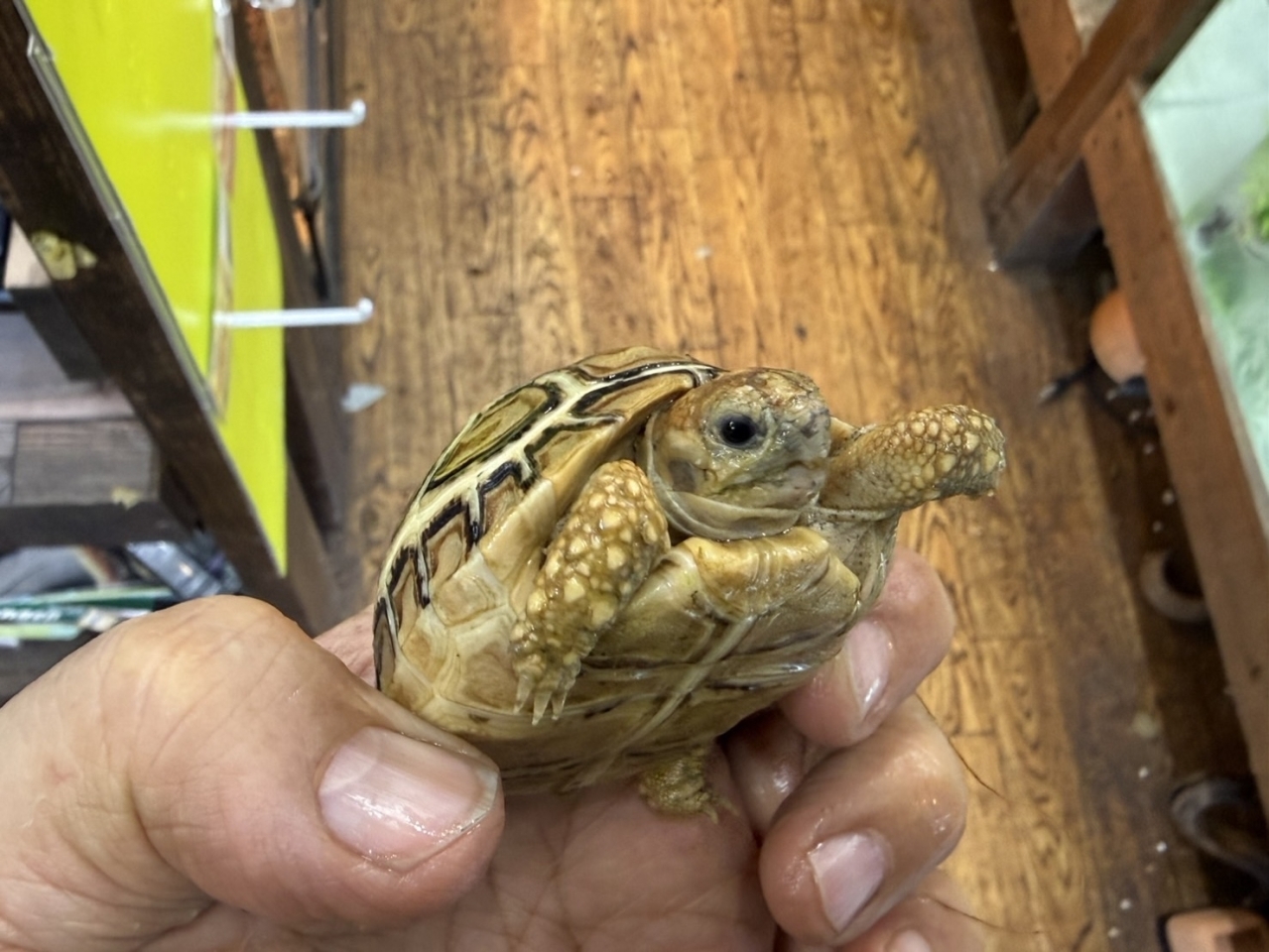 ヒョウモンリクガメ（No.2）(4)