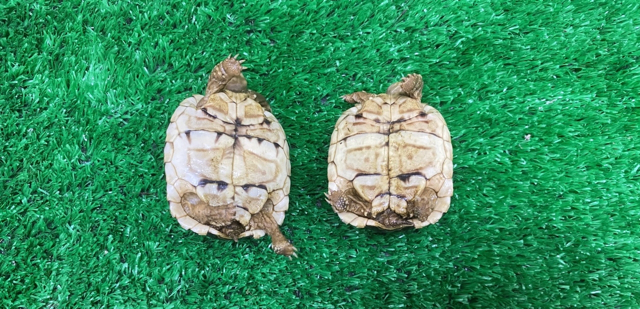 ヒョウモンリクガメ(3)