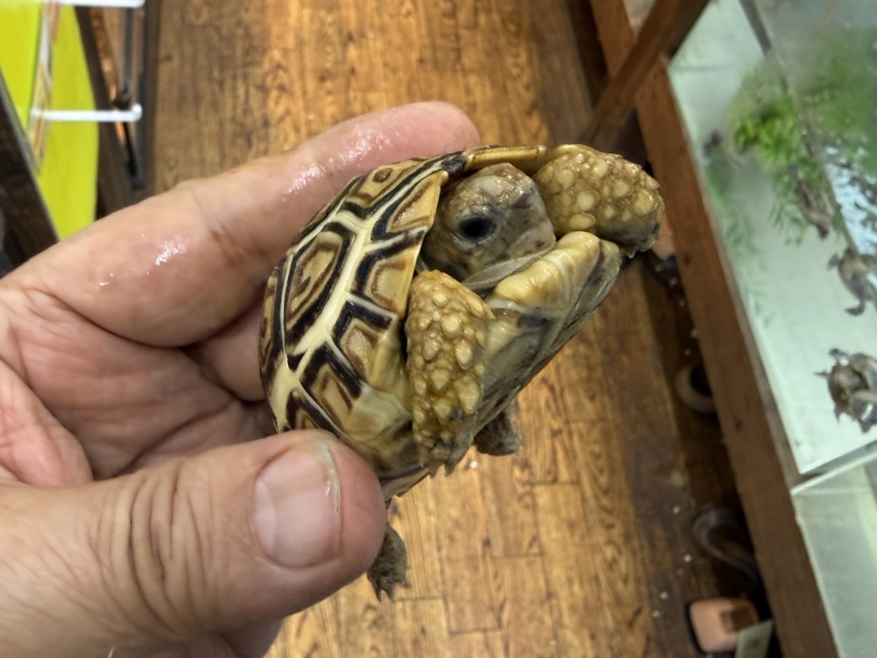 ヒョウモンリクガメ（No.1）(5)