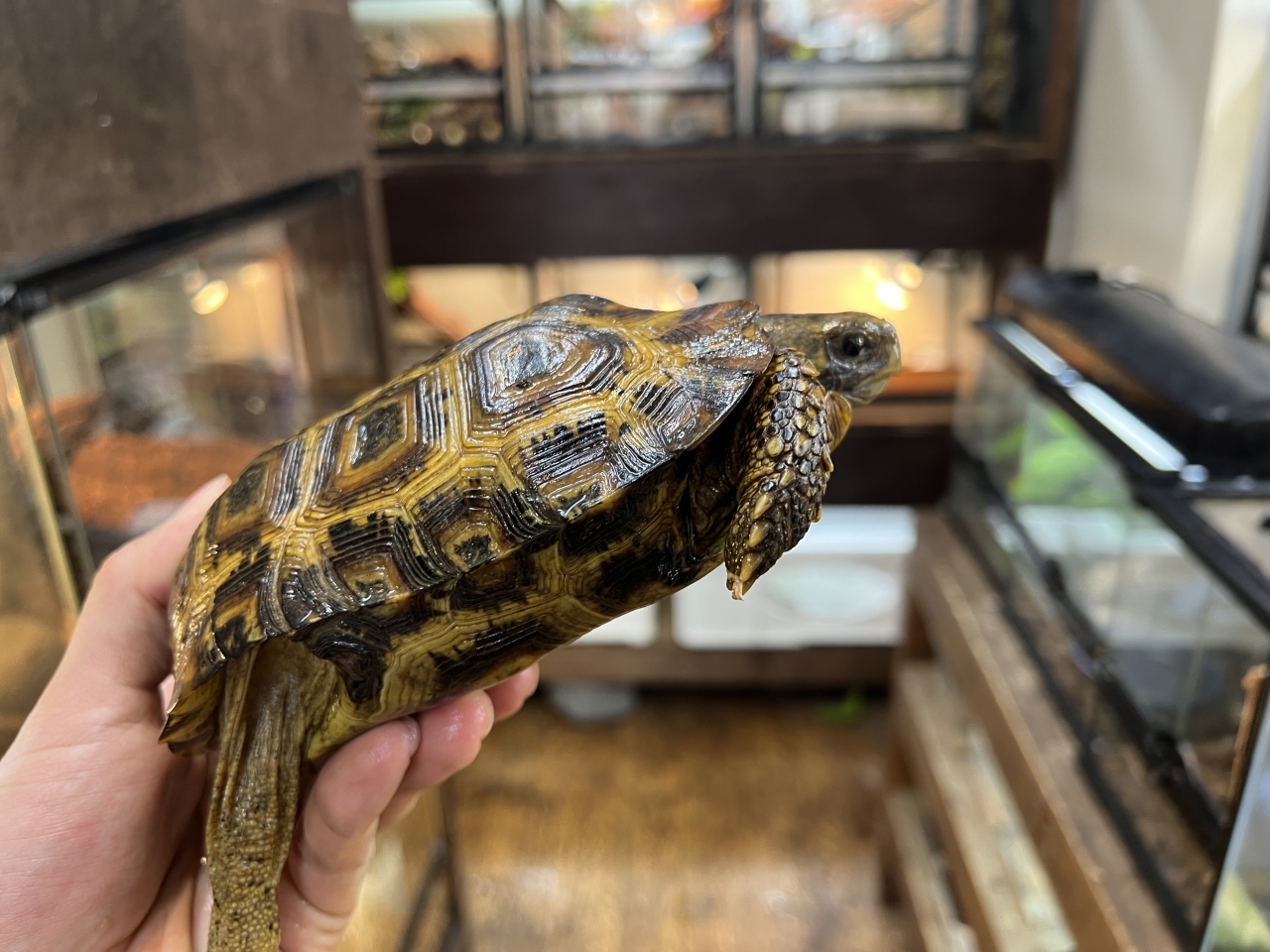 スピークセオレガメ（No.9）(2)