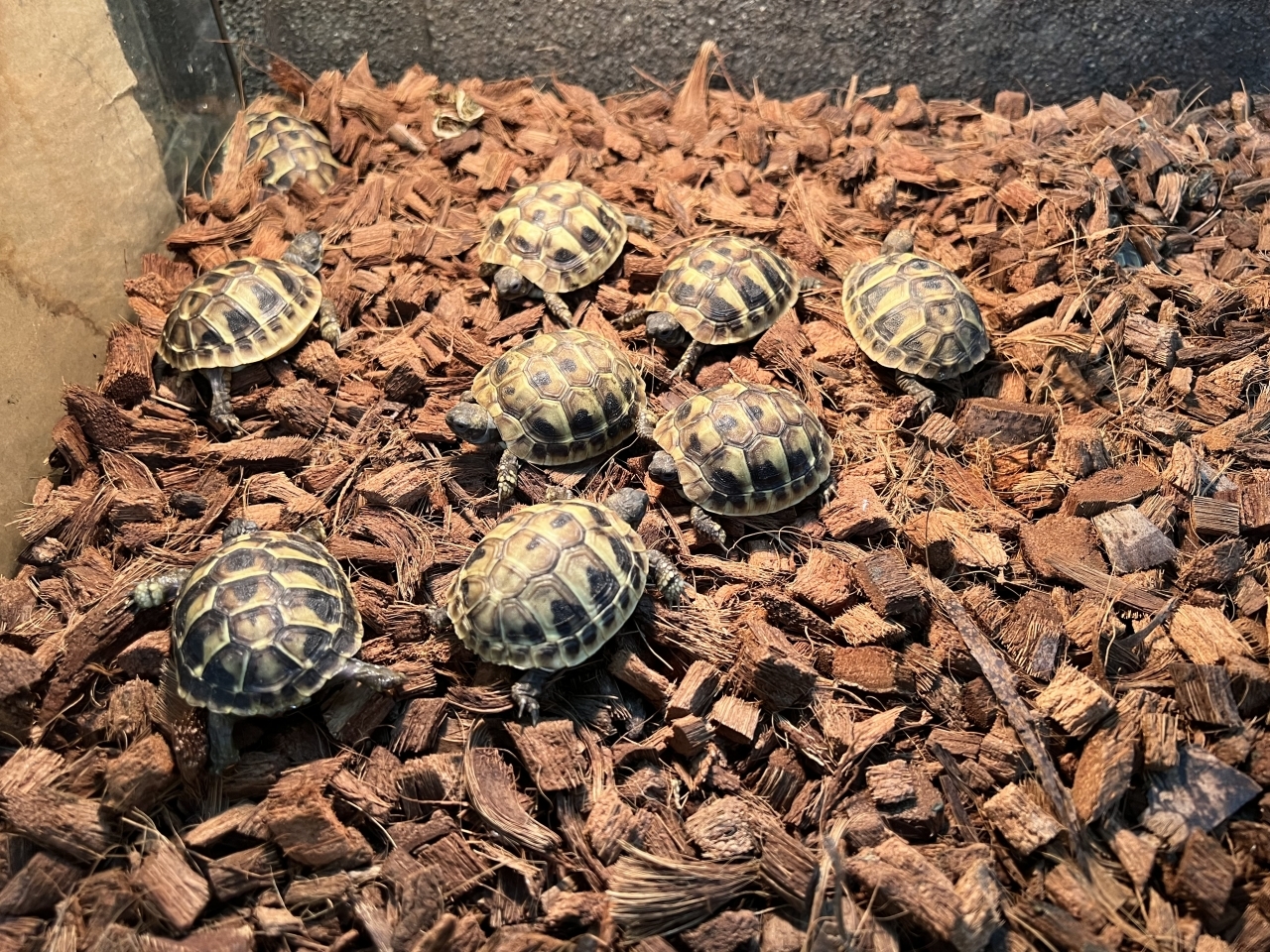 ヒガシヘルマンリクガメ(1)