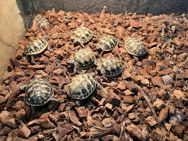 ヒガシヘルマンリクガメ