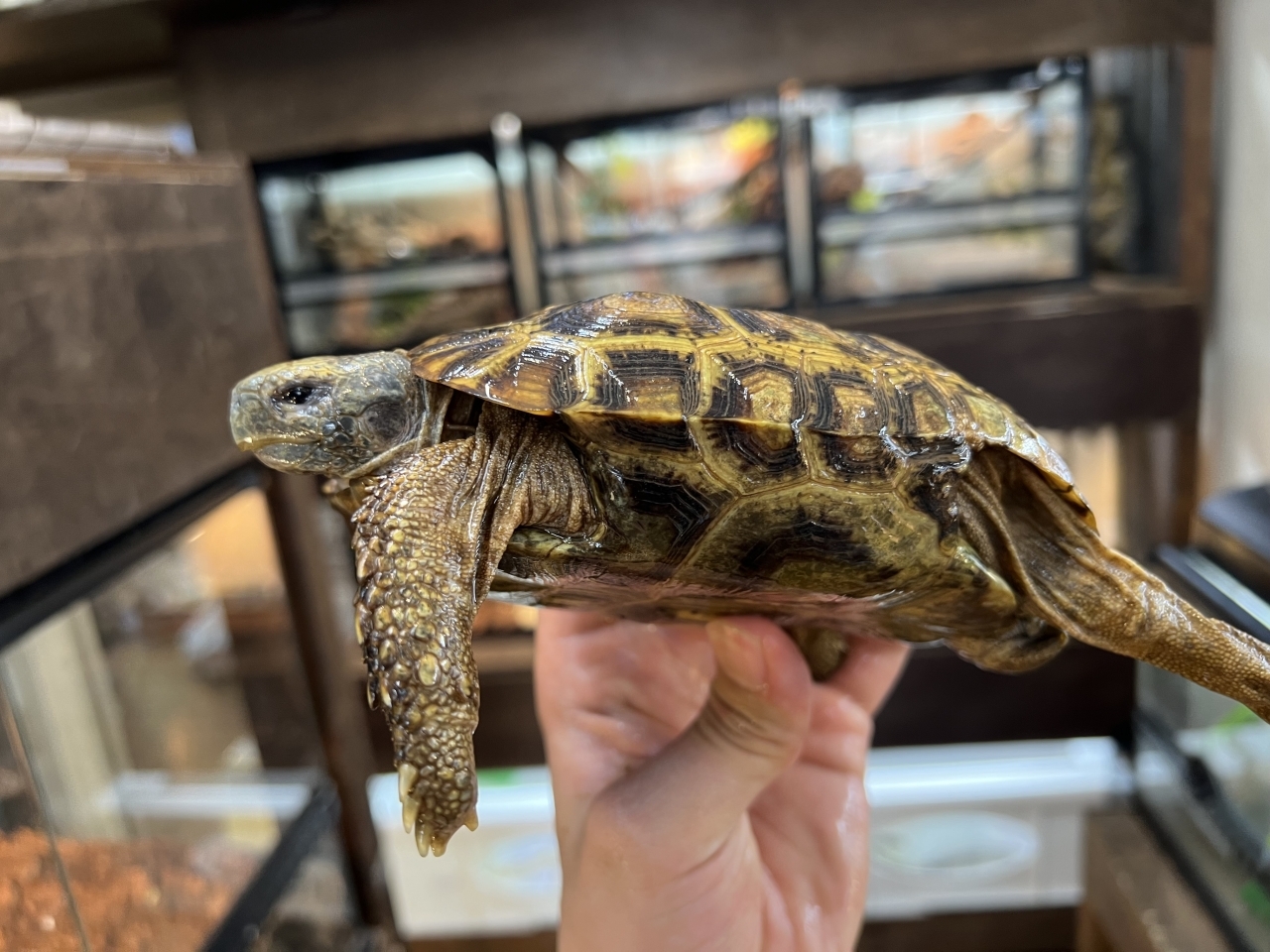 スピークセオレガメ（No.2）(3)