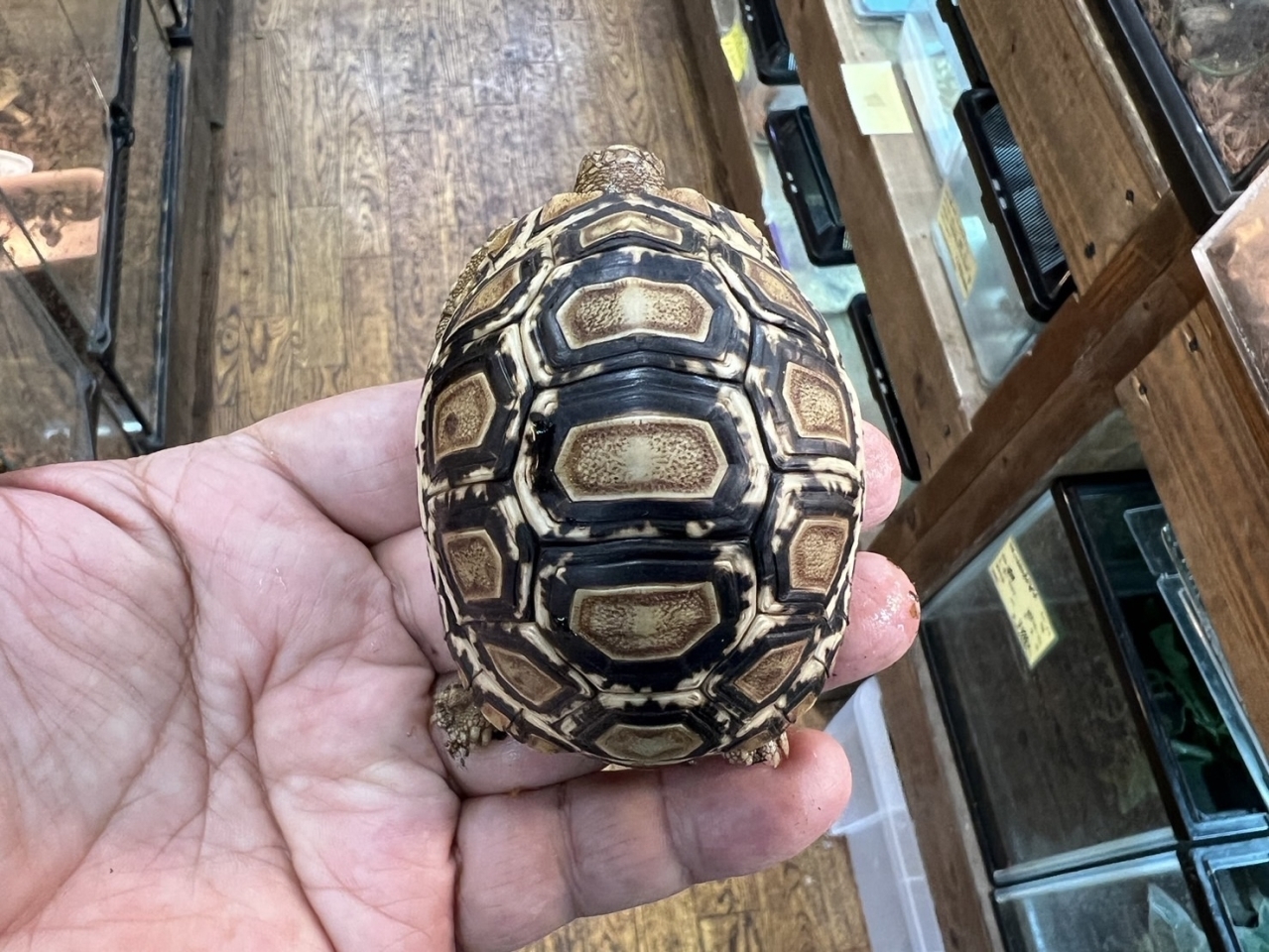 GANAZONO シェルターヒョウ柄 tortoise pet frog ヘビ 真っ黒い