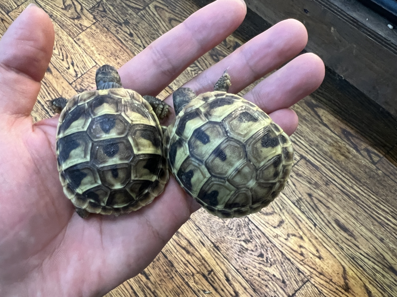 ヒガシヘルマンリクガメ(2)