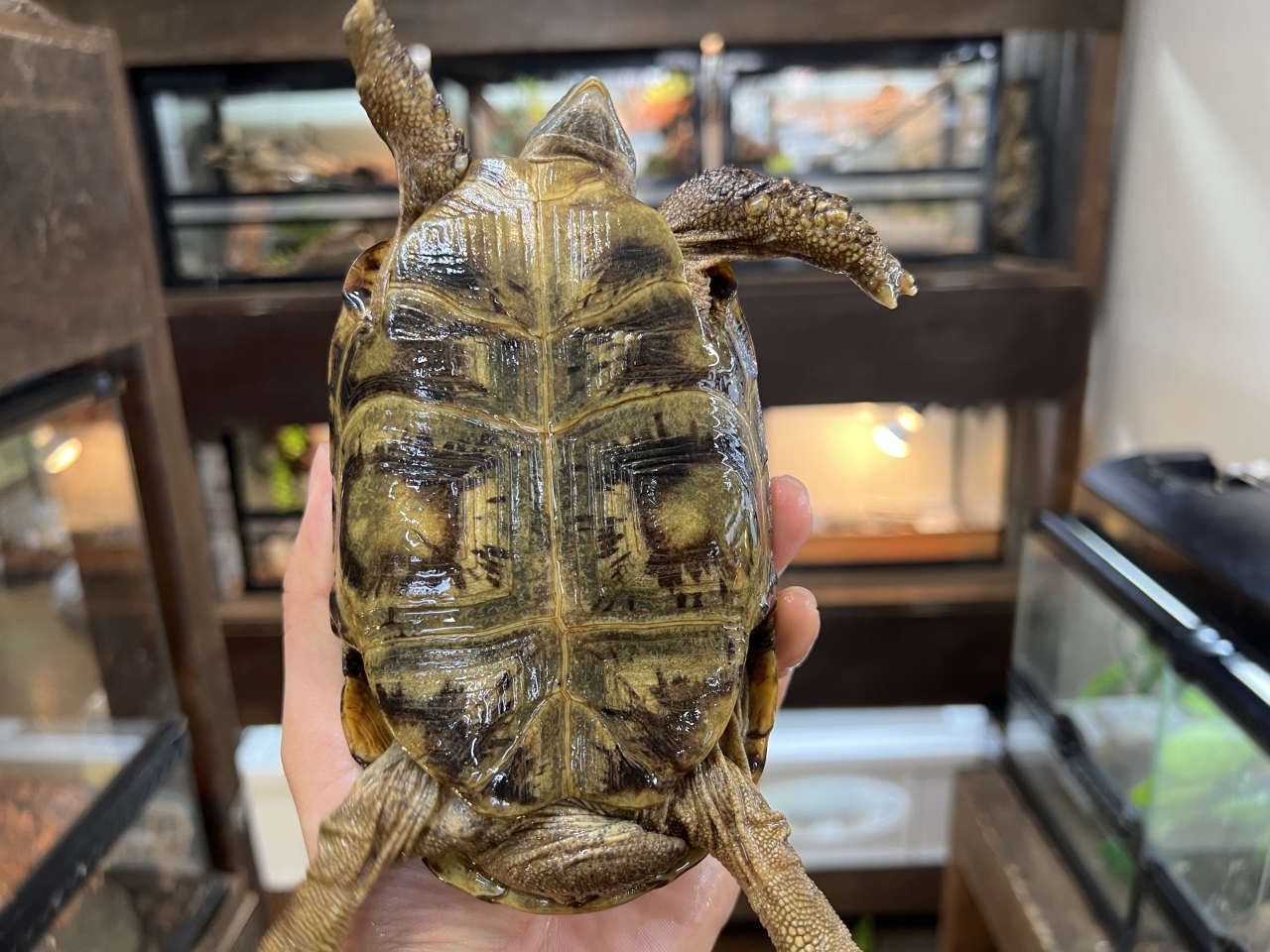 スピークセオレガメ（No.2）(4)