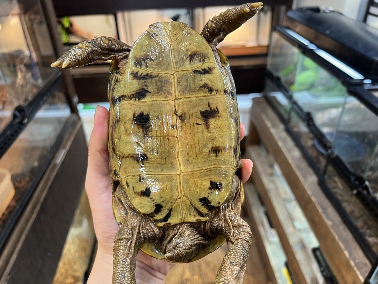 スピークセオレガメ（No.10）(4)