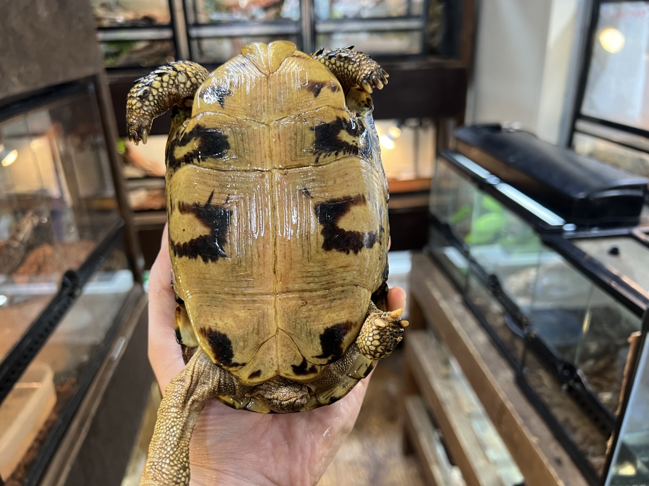 スピークセオレガメ（No.7）(4)