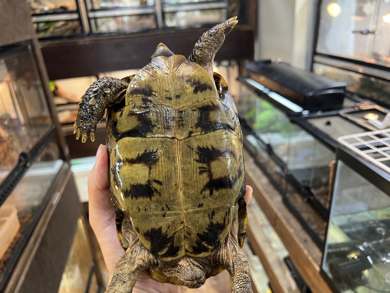 スピークセオレガメ（No.8）(4)