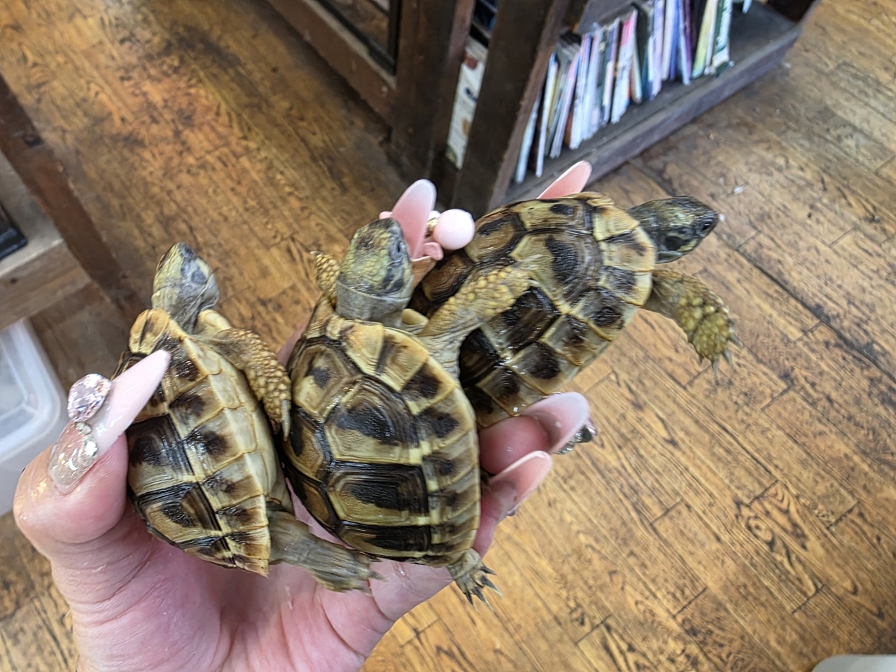 ヘルマンリクガメ(4)