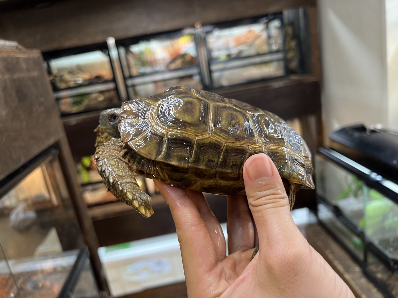 スピークセオレガメ（No.6）(2)