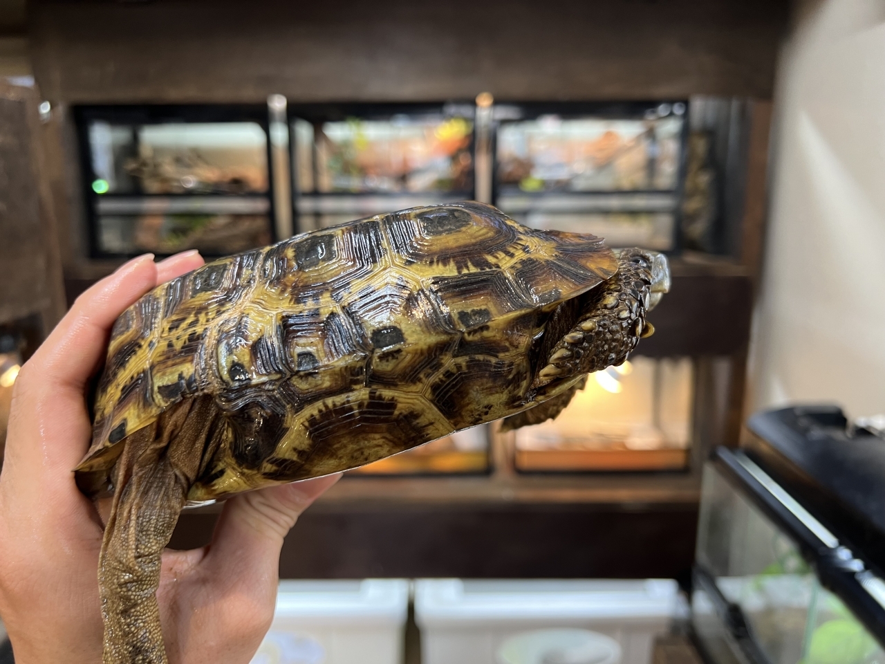 スピークセオレガメ（No.1）(3)