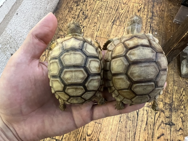 ケヅメリクガメ