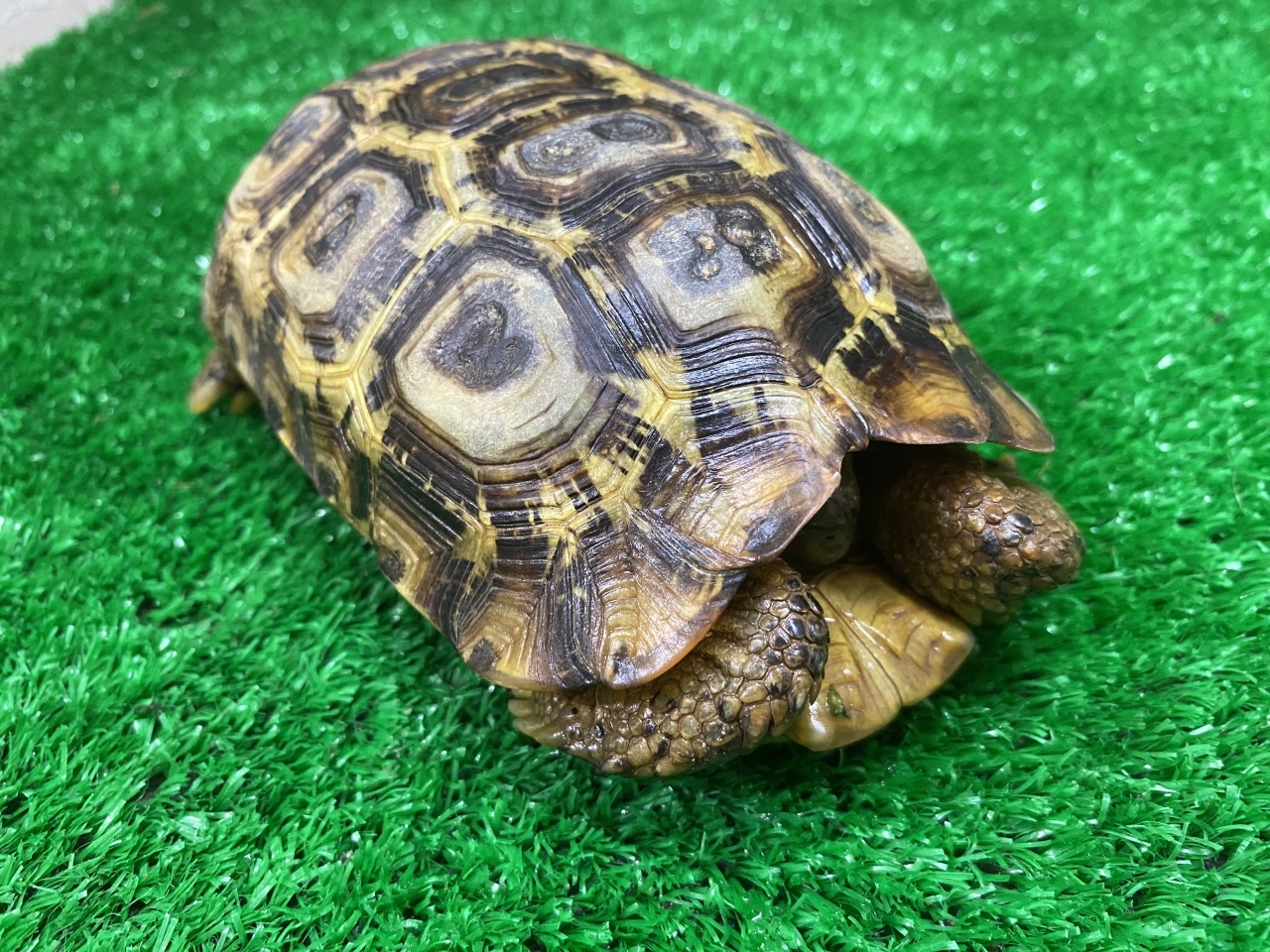 スピークセオレガメ(1)