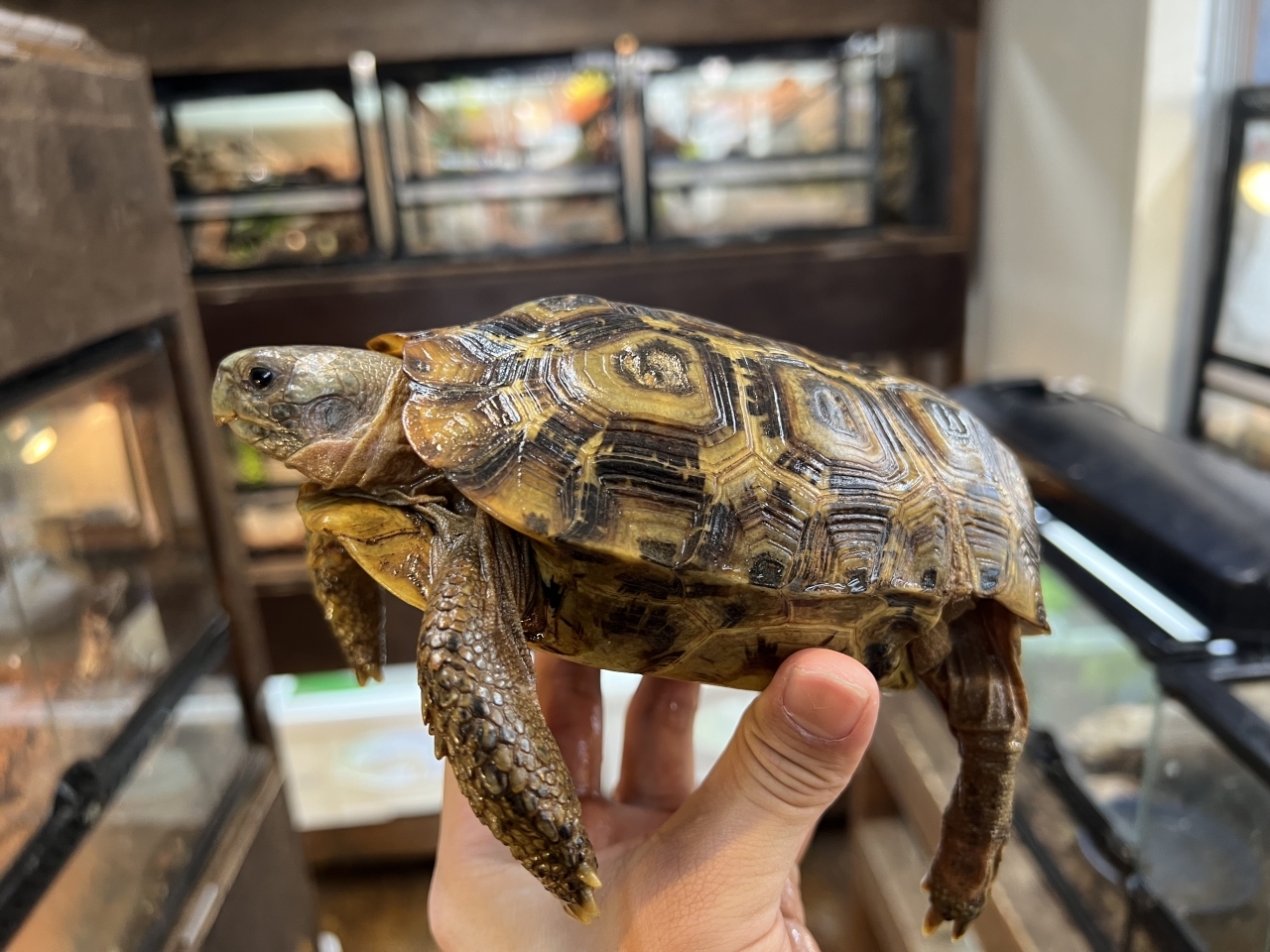 スピークセオレガメ（No.10）(3)