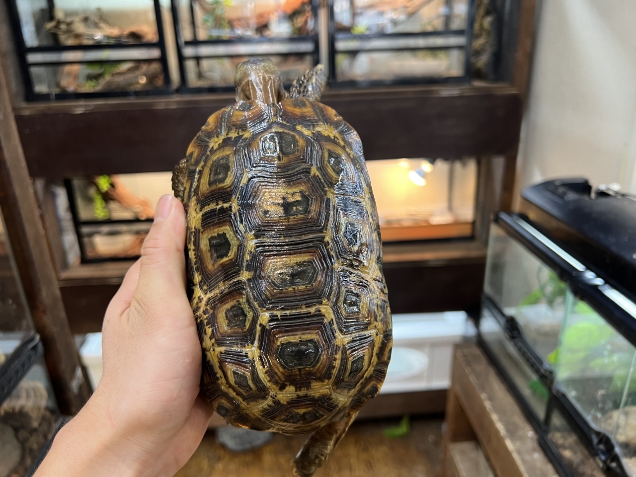 スピークセオレガメ（No.1）(1)