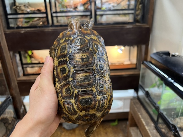 スピークセオレガメ（No.1）