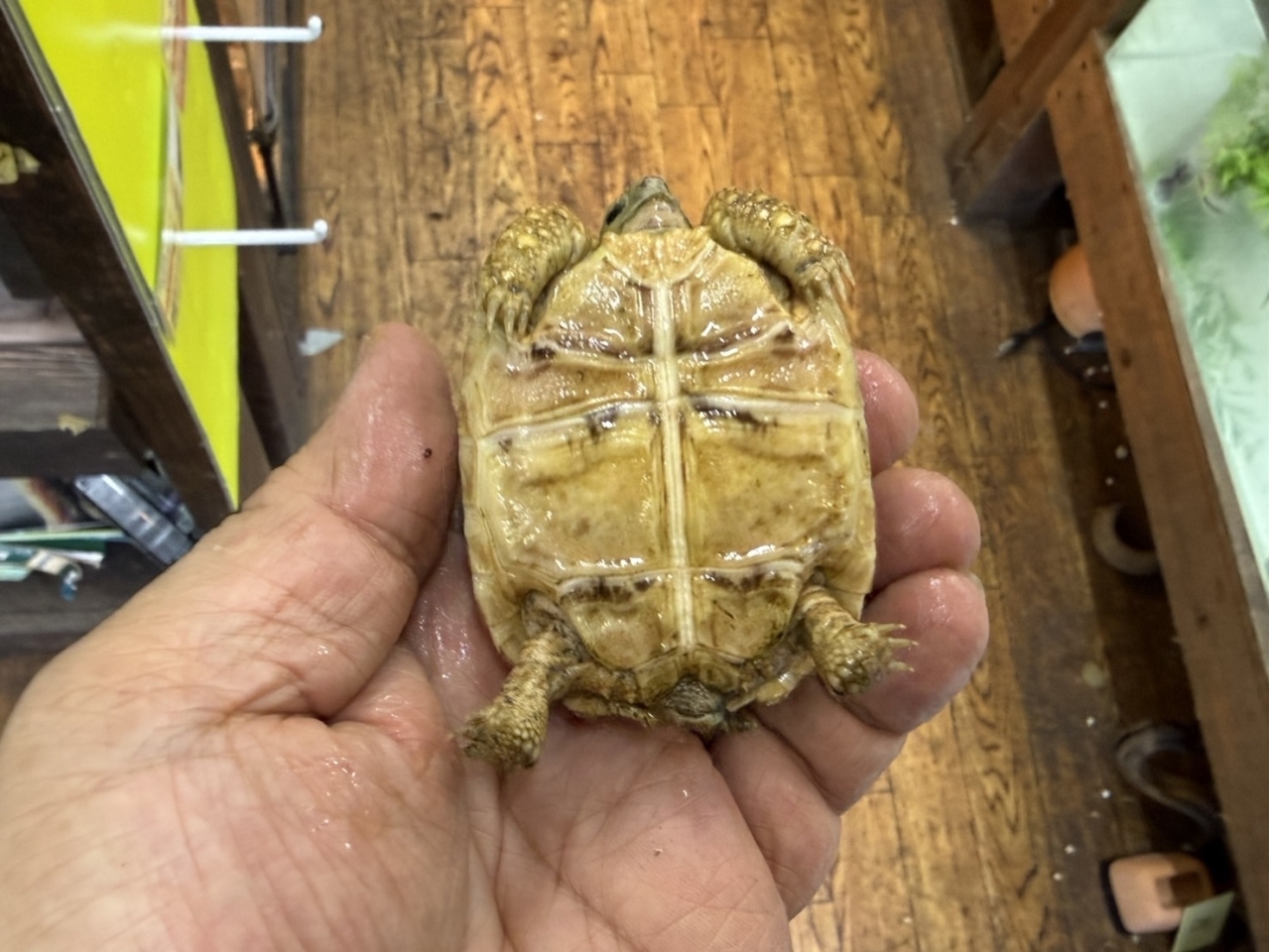 ヒョウモンリクガメ（No.2）(5)