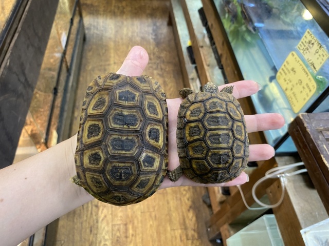 スピークセオレガメ