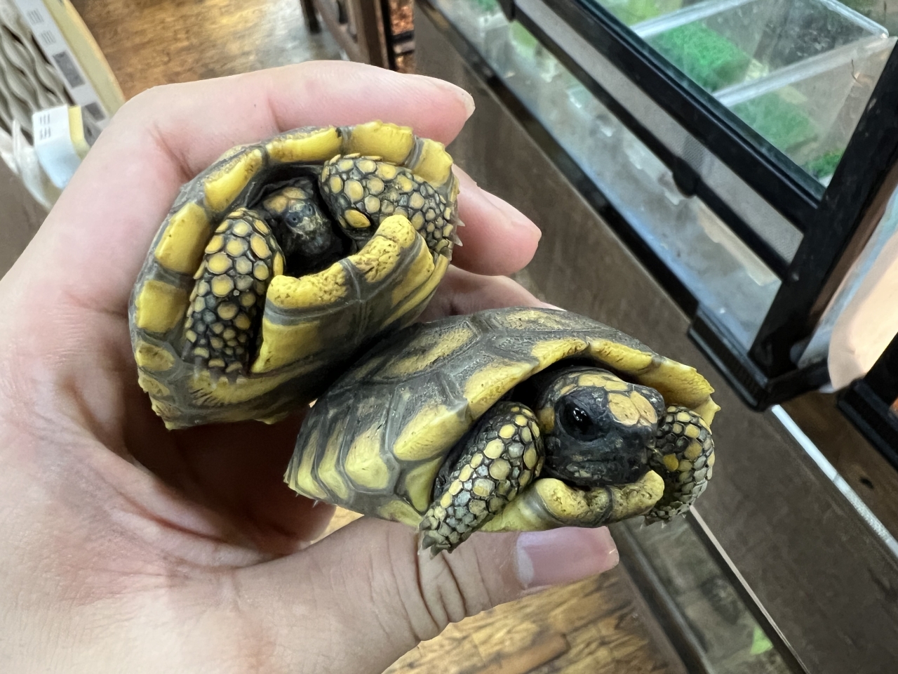 キアシリクガメ(2)