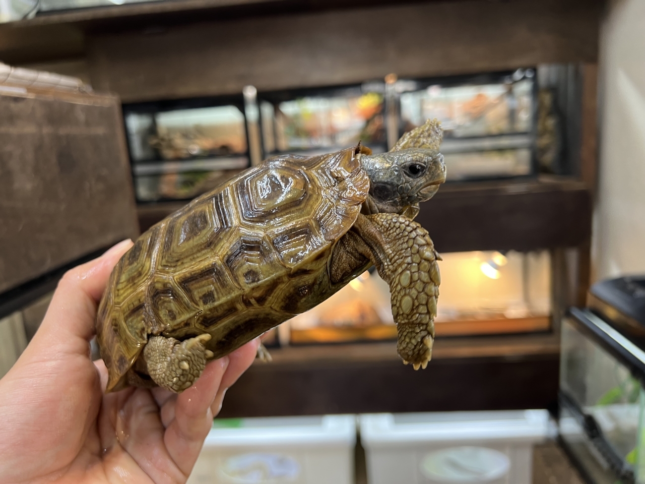 スピークセオレガメ（No.4）(3)