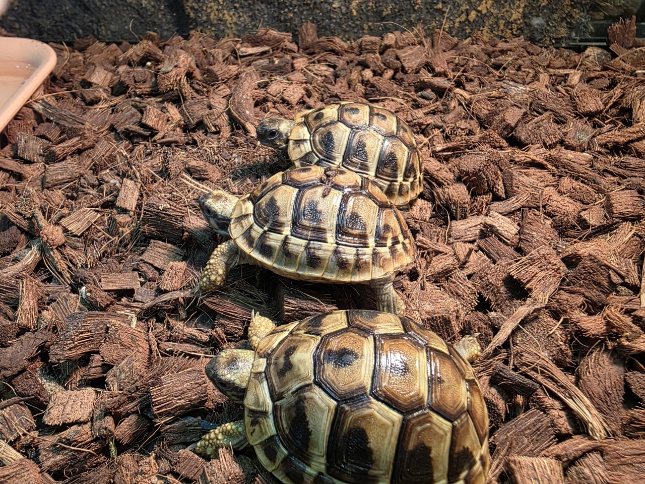 ヘルマンリクガメ(3)