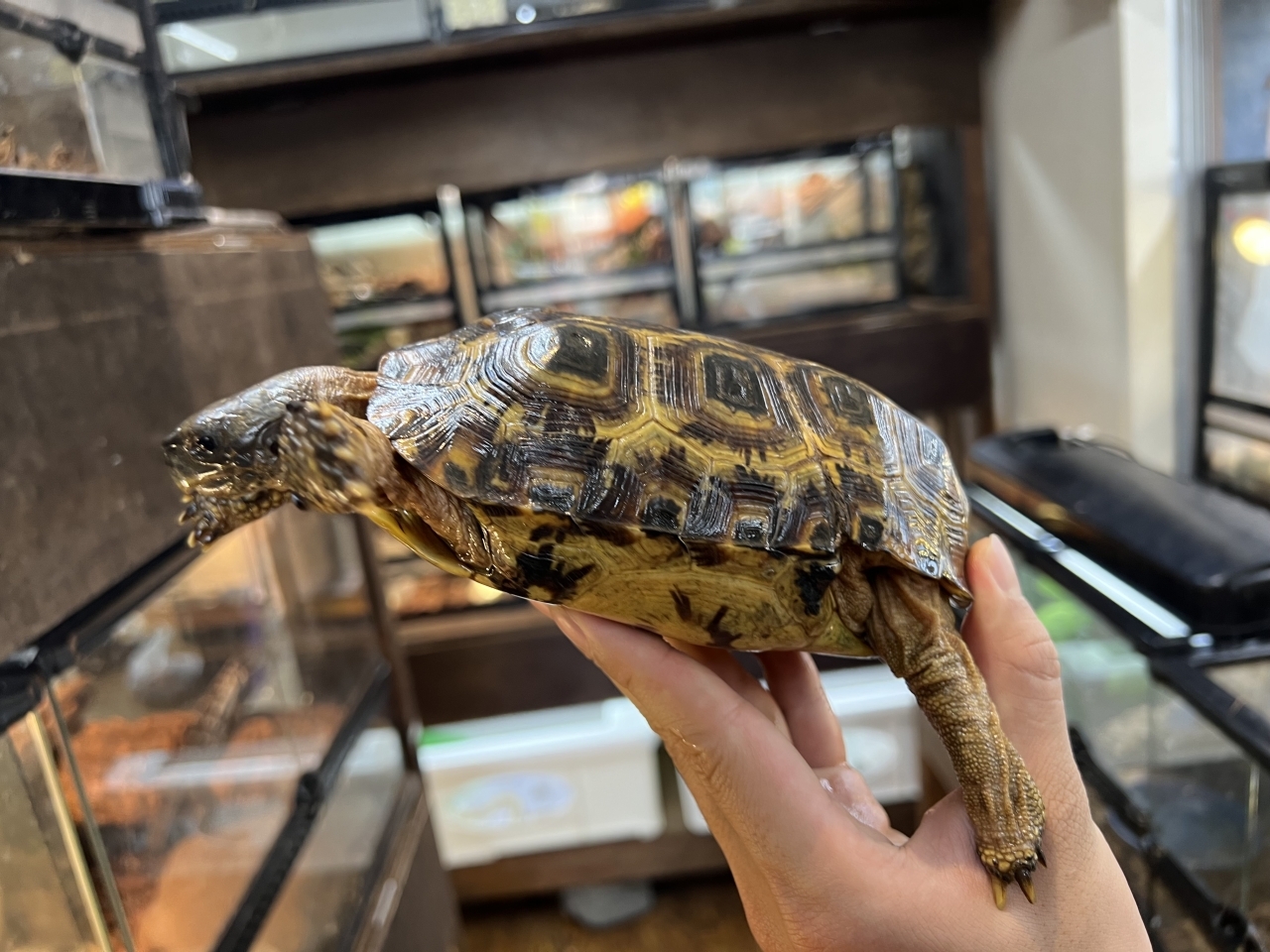 スピークセオレガメ（No.7）(2)