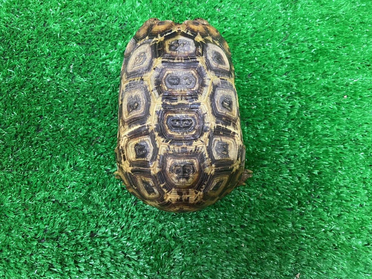 スピークセオレガメ(2)