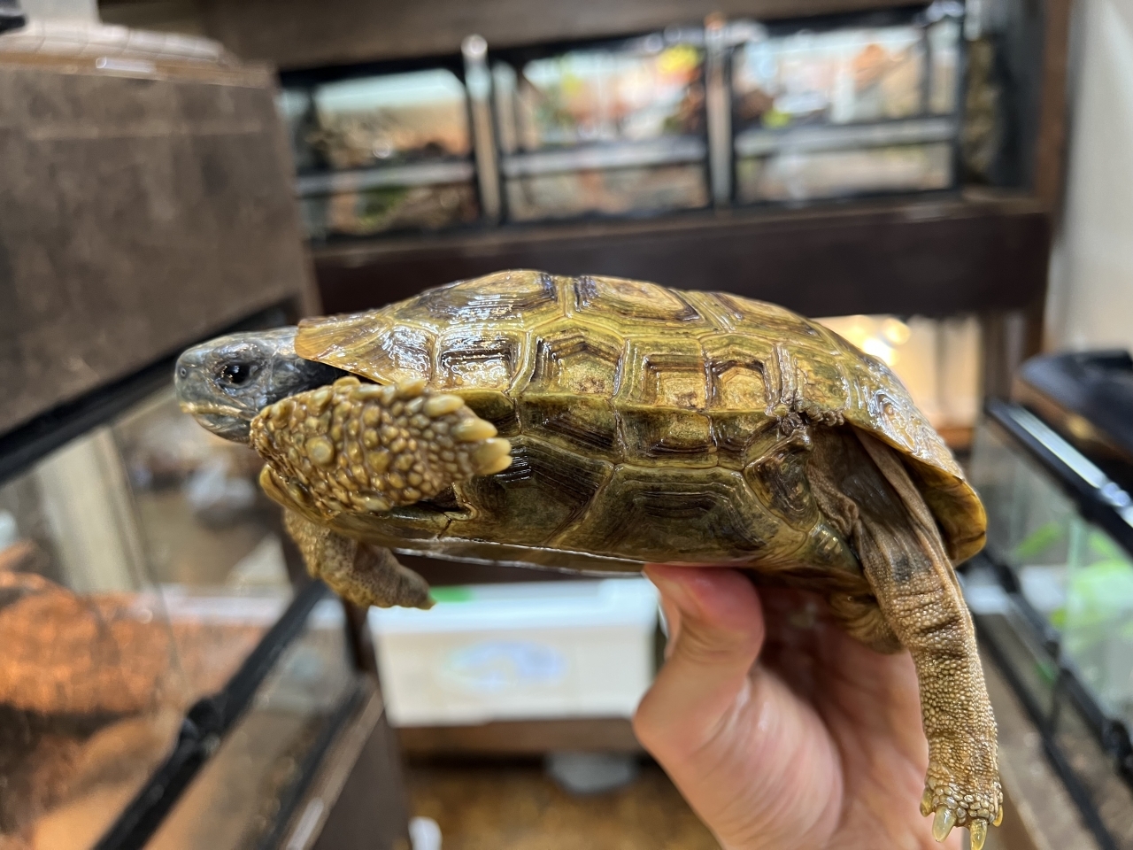 スピークセオレガメ（No.5）(3)