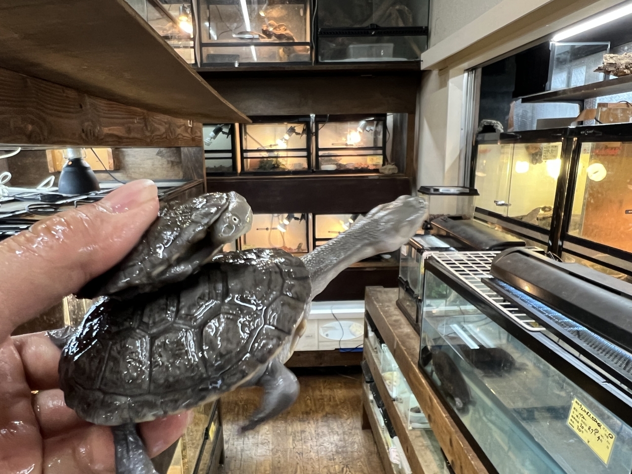 チモールナガクビガメ(4)