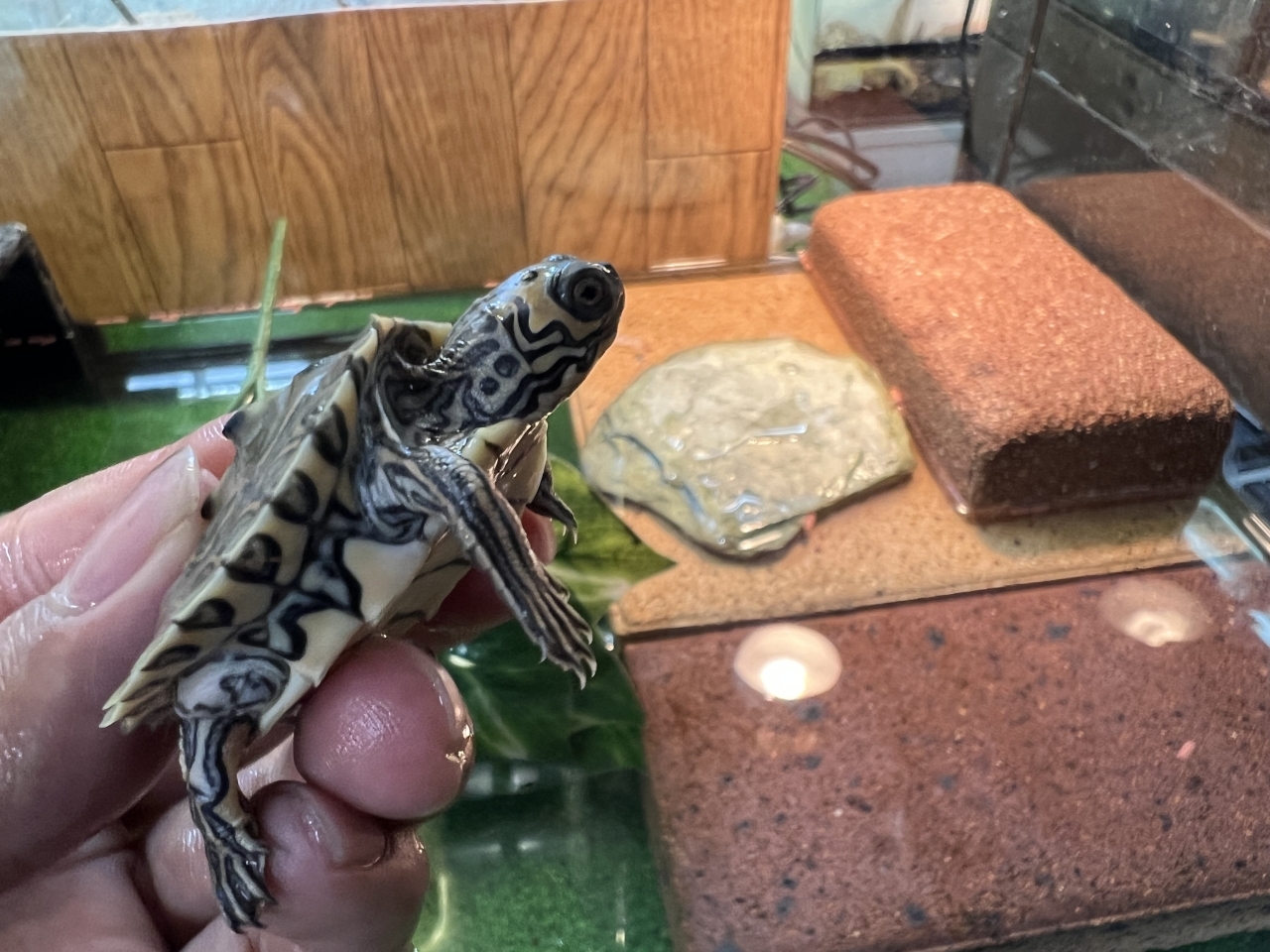 バーバーチズガメ(2)