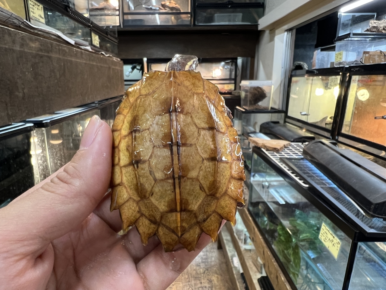 スペングラーヤマガメ（No.1）(1)