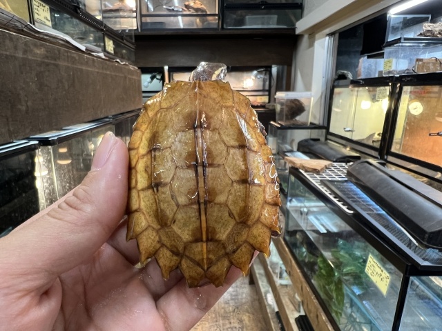 スペングラーヤマガメ（No.1）