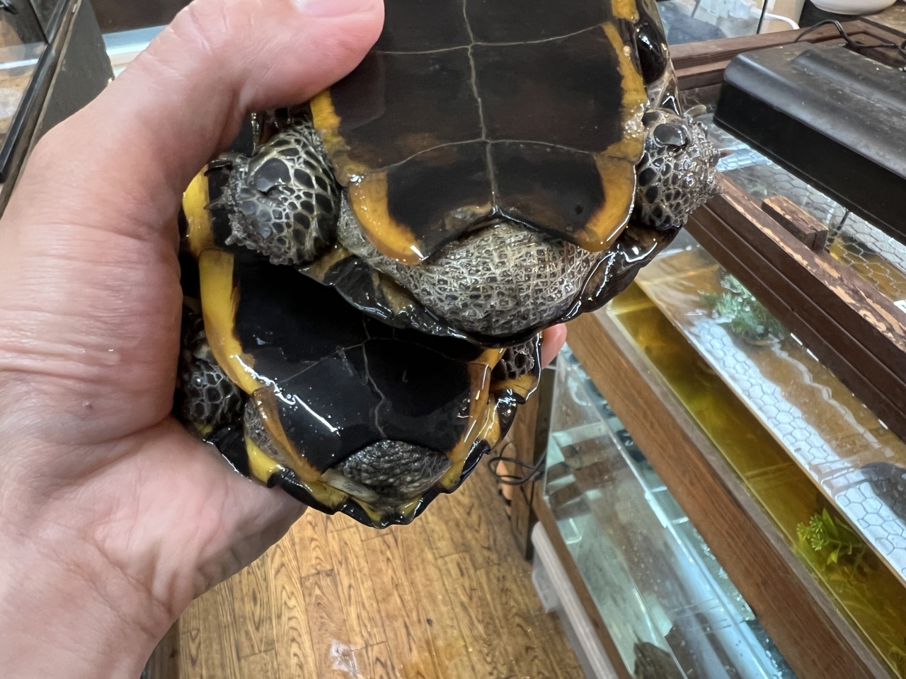 ヒラタヘビクビガメ(4)