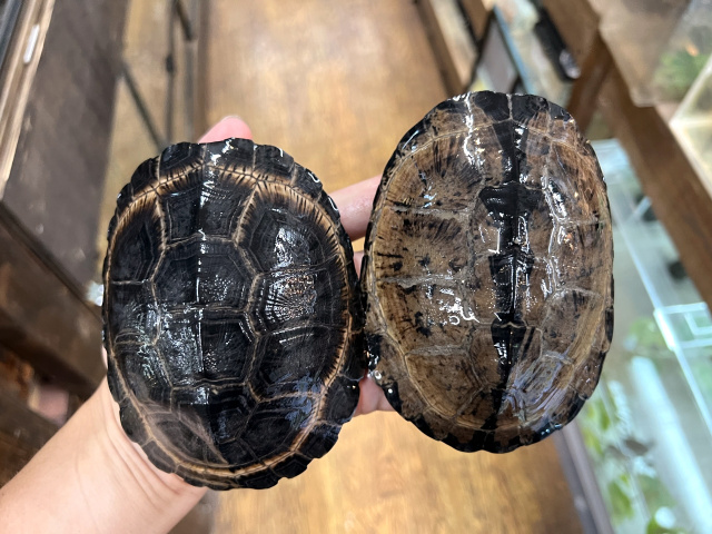 クロハコヨコクビガメ