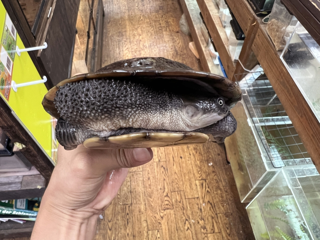 マッコードナガクビガメ（完品）(4)