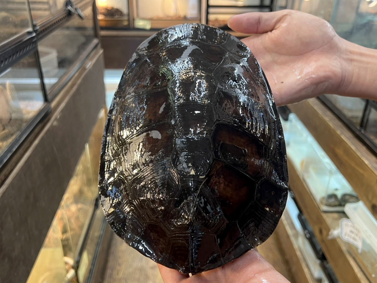 ウェルムスカエルガメ(1)