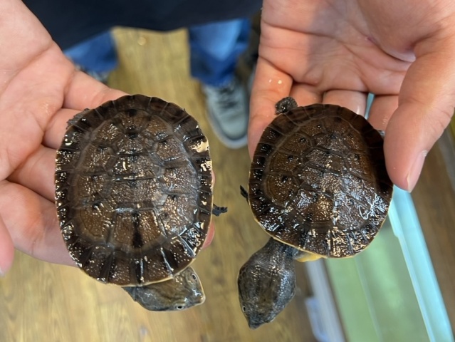 ウェルムスカエルガメ