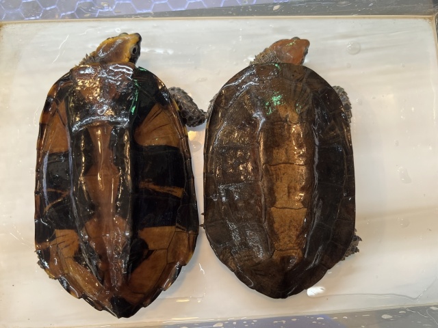 ヒラタヘビクビガメ