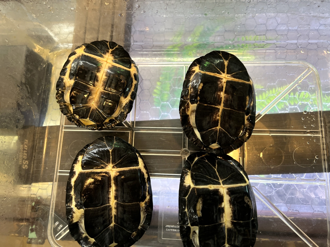 クロハコヨコクビガメ(3)