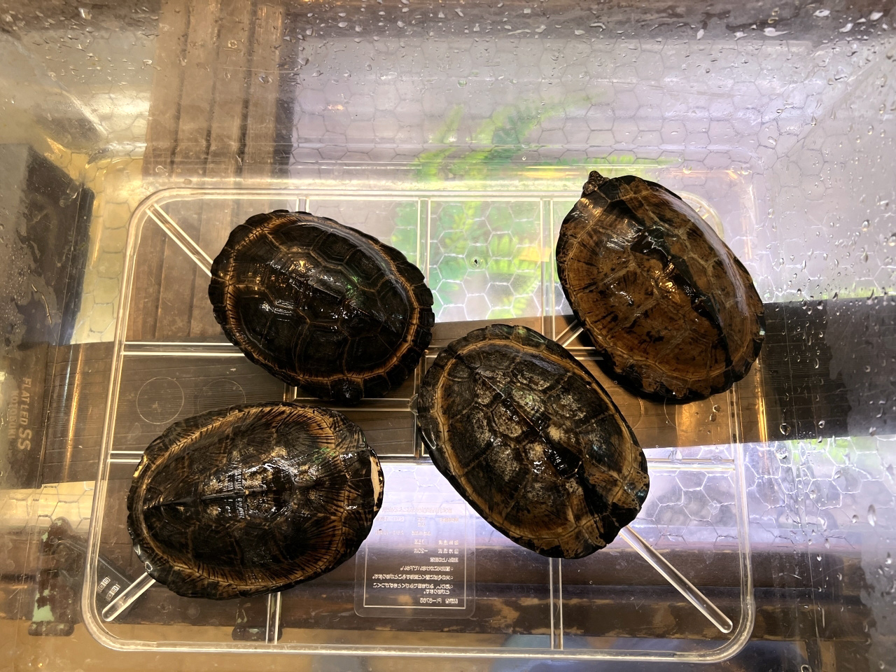 クロハコヨコクビガメ(2)