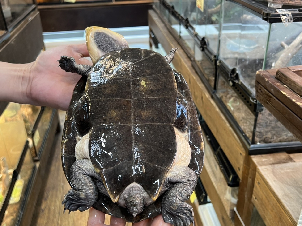 ウェルムスカエルガメ(2)