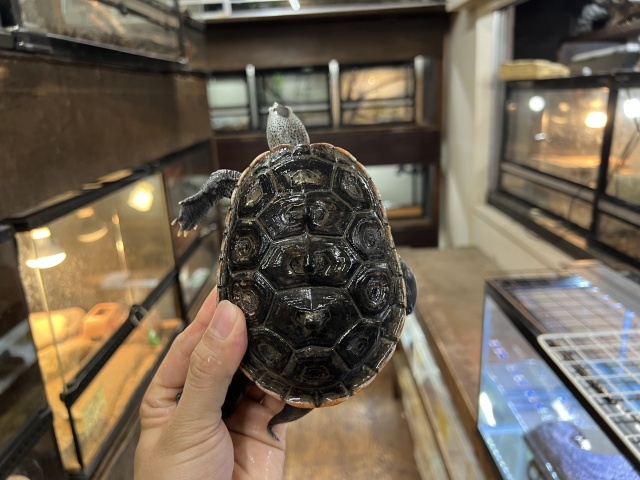 テキサスダイヤモンドバックテラピン
